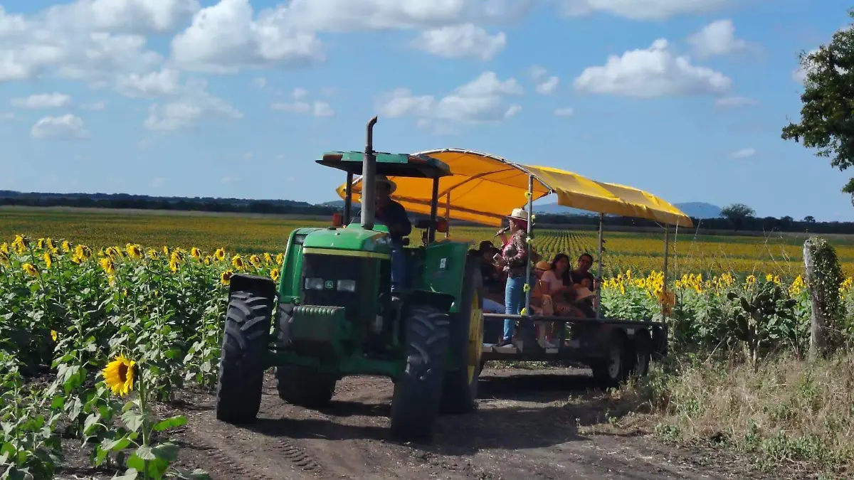 El paseo en el campo de girasoles de Aldama