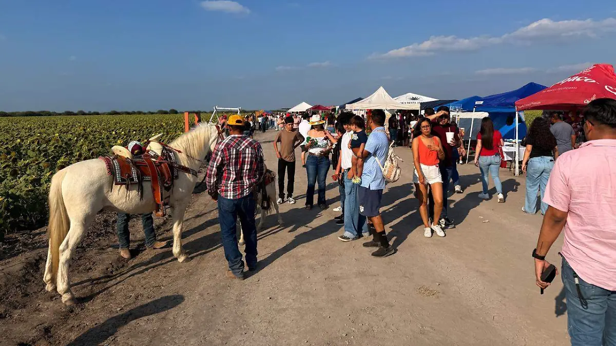 Este domingo cerró el Campo de Girasoles de González