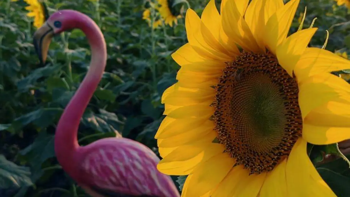 Un nuevo campo de girasoles en Tamaulipas