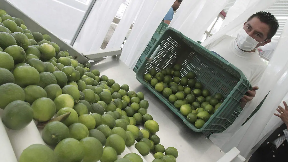 448496_Cultivo limones_web