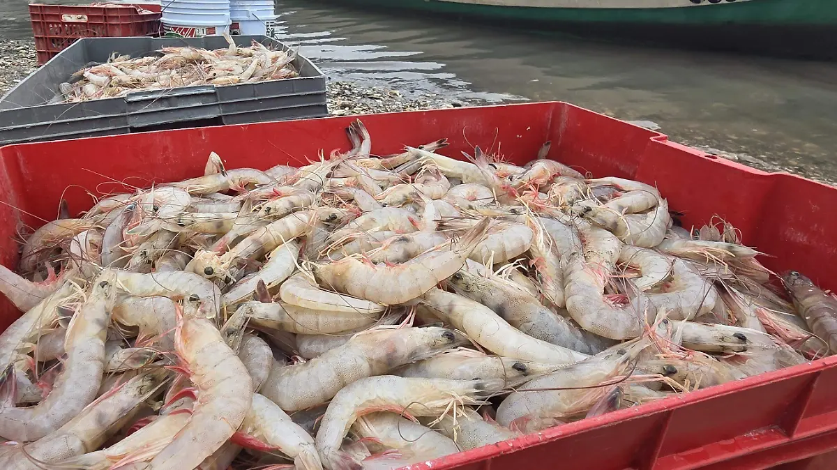 Camarones de todos los tamaños se pescan con el frente frío
