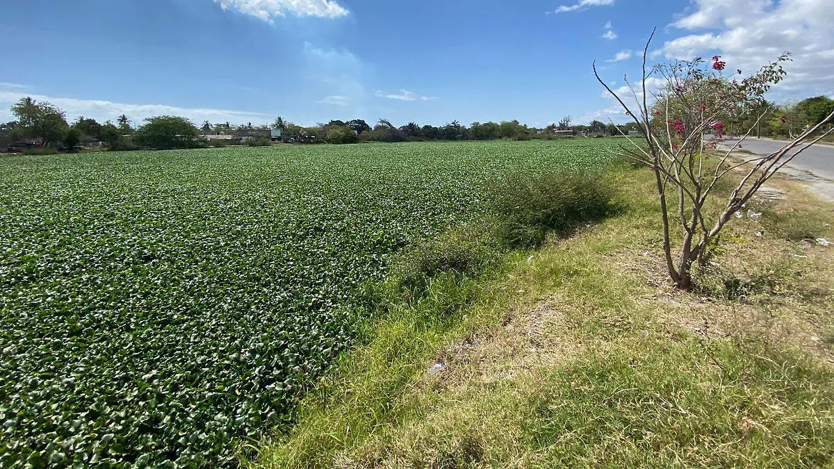 La laguna La Ilusión localizada a la altura de la avenida Palafox, en la olonia Simón Rivera en Ciudad Madero, luce cubierta de lirio, especie invasora