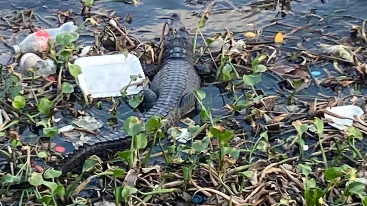 La Laguna del Carpintero, uno de los mayores atractivos turísticos de la región, tiene una constante presencia de lirio y basura