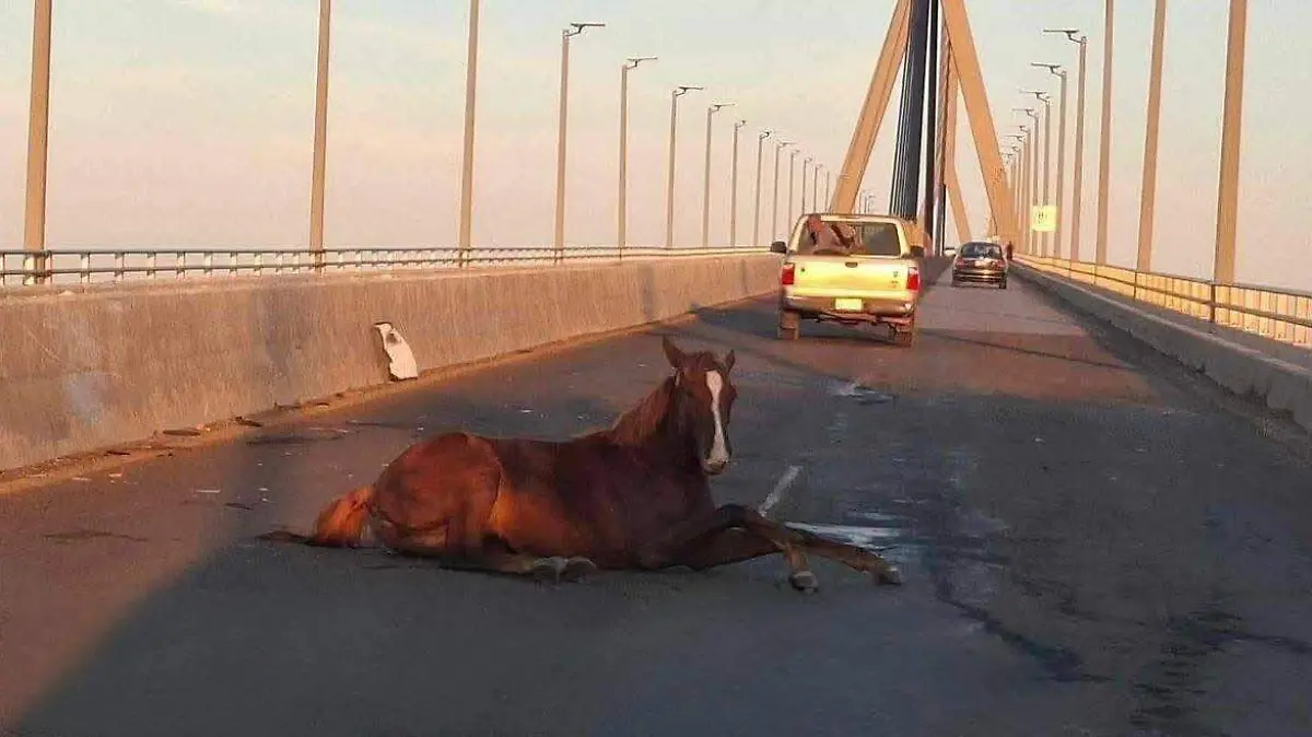 Caballo puente Tampico