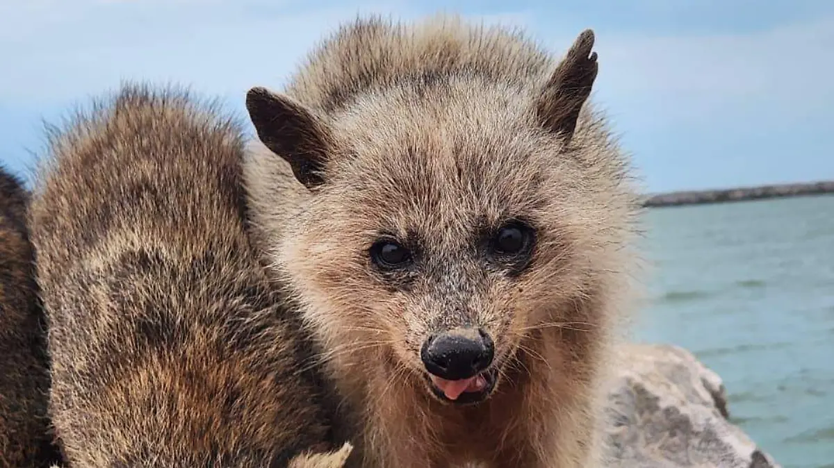Los mapaches adultos no tienen la misma piel que la de los jóvenes que viven en las escolleras de Playa Miramar