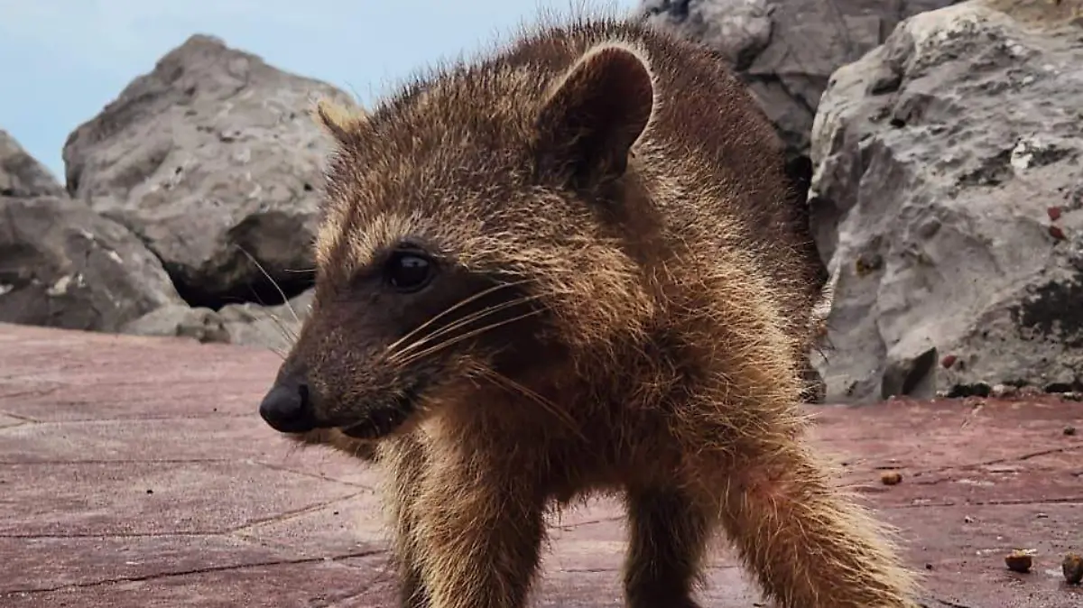 El Patronato es quien lleva a cabo el tratamiento veterinario de estos animalitos en Miramar