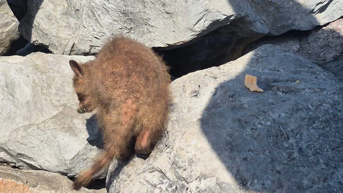 Los mapaches de playa Miramar registran un marcado daño en la piel 