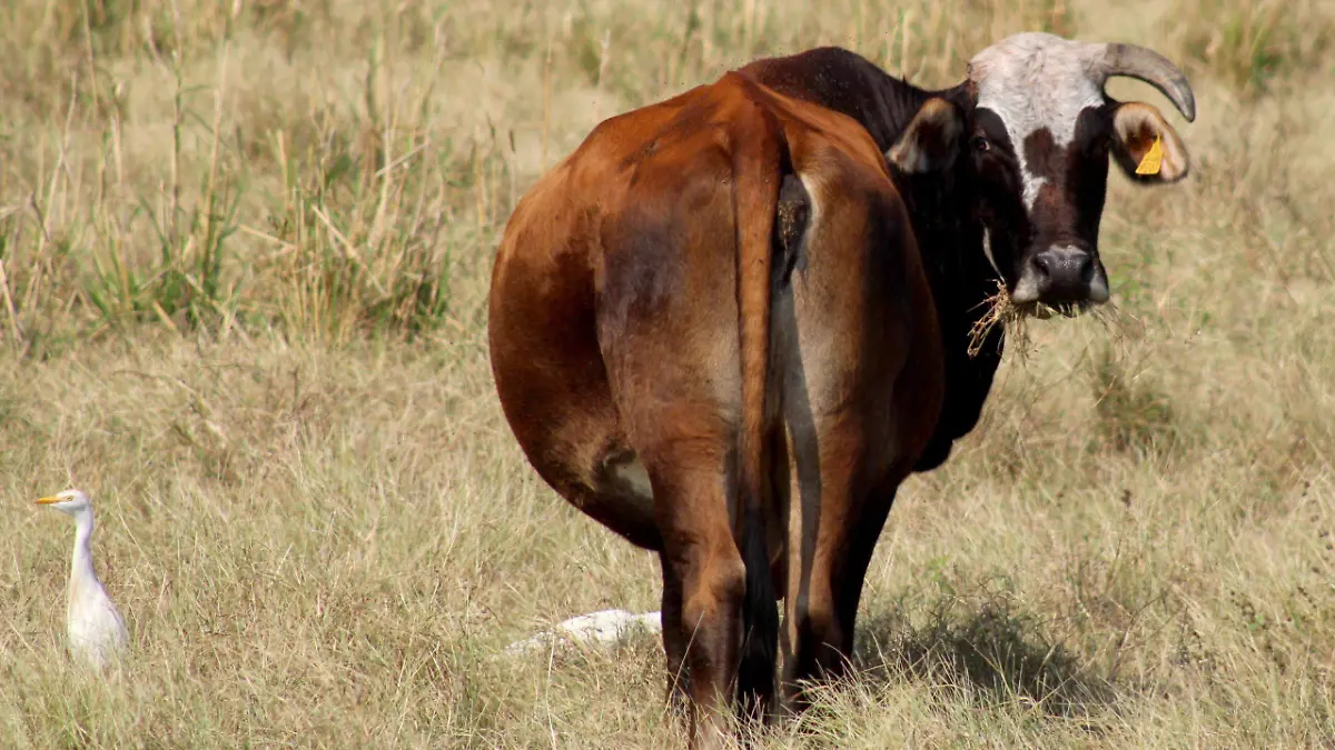 WhatsApp Image 2026-01-08 at 4.53.38 PM