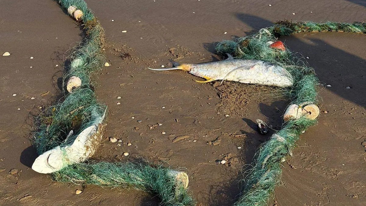 El hallazgo del tiburón muerto fue realizado por pescadores en mar abierto cuando recogieron las redes de captura