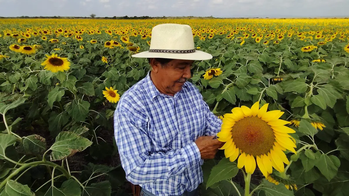 Las semillas del girasol son empleadas para la producción de aceite en Morelia