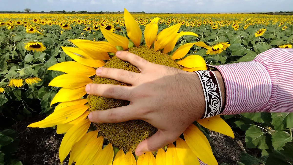 El tamaño de los girasoles sembrados en el racho "La Flor" sorprende a los visitantes 