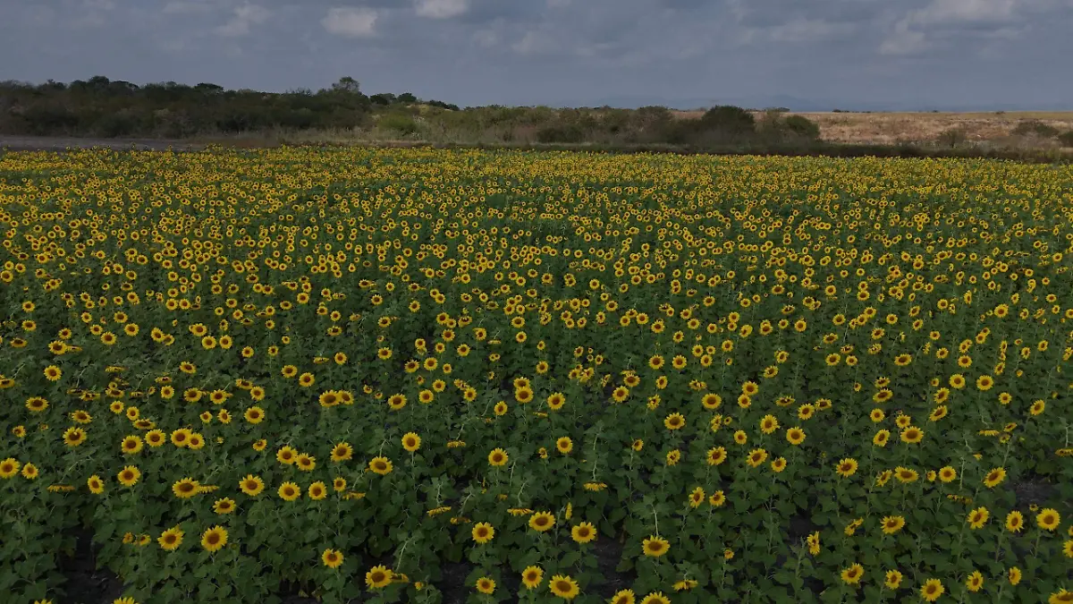 Los girasoles están sembrados en un predio de Aldama, Tamaulipas con distintos tipos de elevaciones
