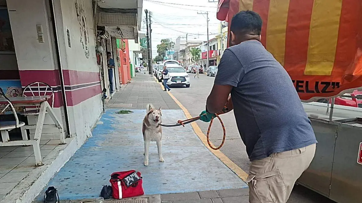 Perro ataque Madero