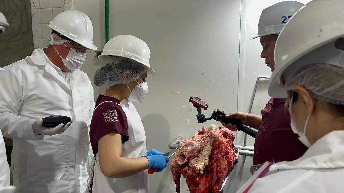 Solo ganado de Nuevo León ingresa al rastro municipal