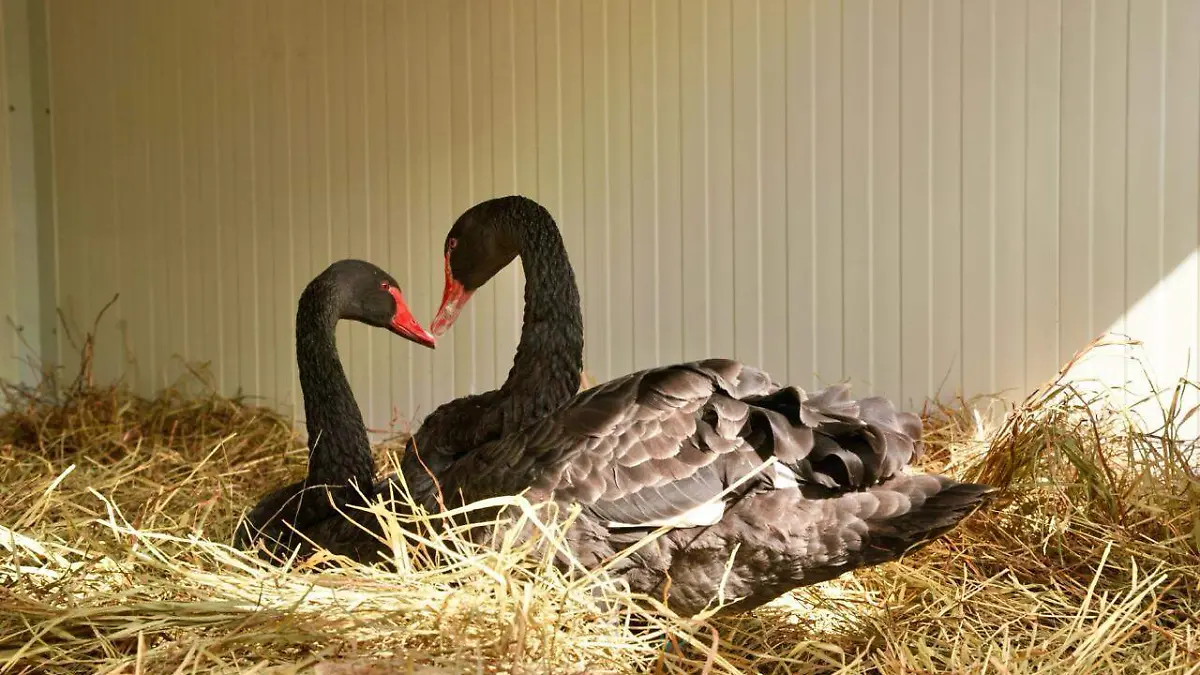 Medidas de protección a los animales del Zoológico