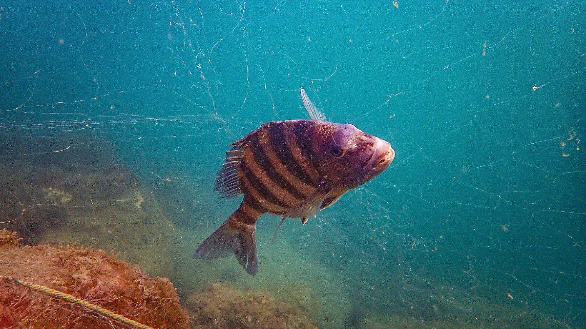 Tamaulipas red fantasma