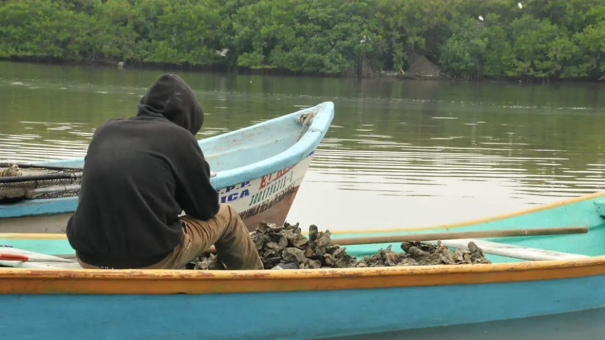 Acuacultura, opción para enfrentar la crisis pesquera en el norte de Veracruz