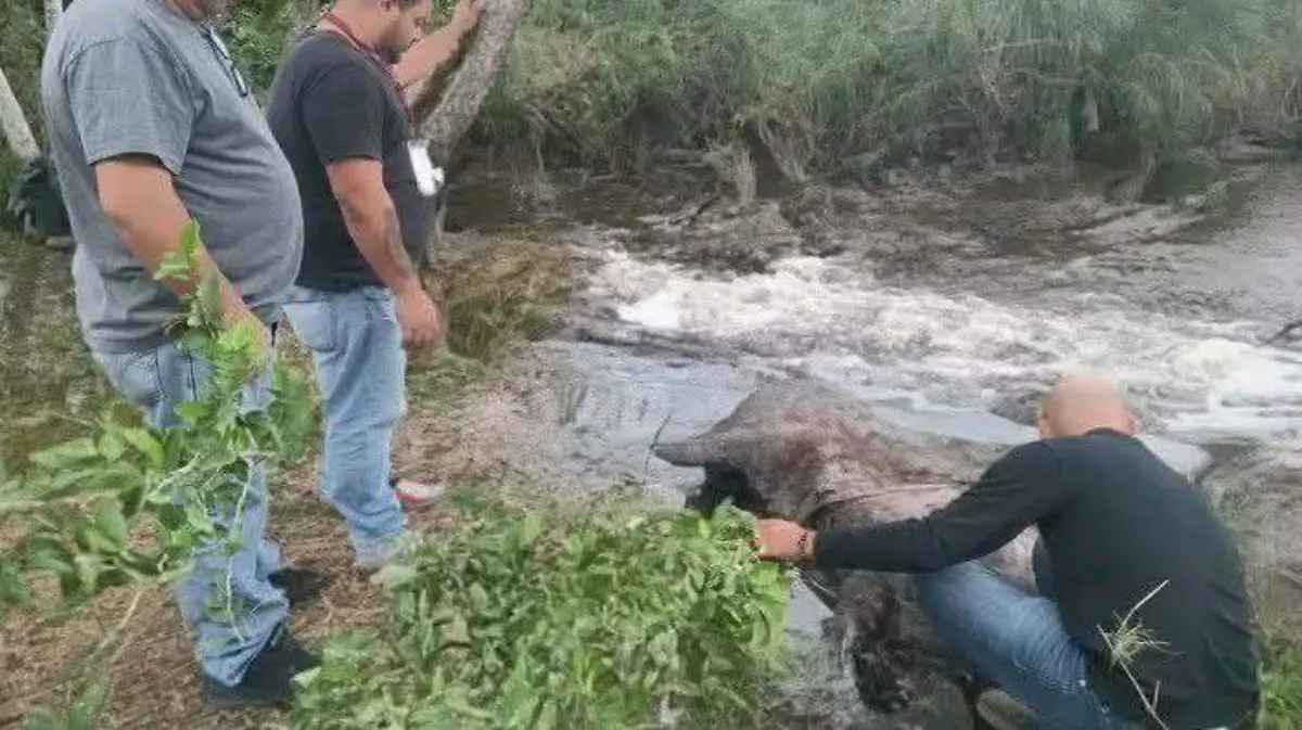 El Gobierno de Ciudad Madero mantiene una política de cero tolerancia contra el maltrato y abandono de animales