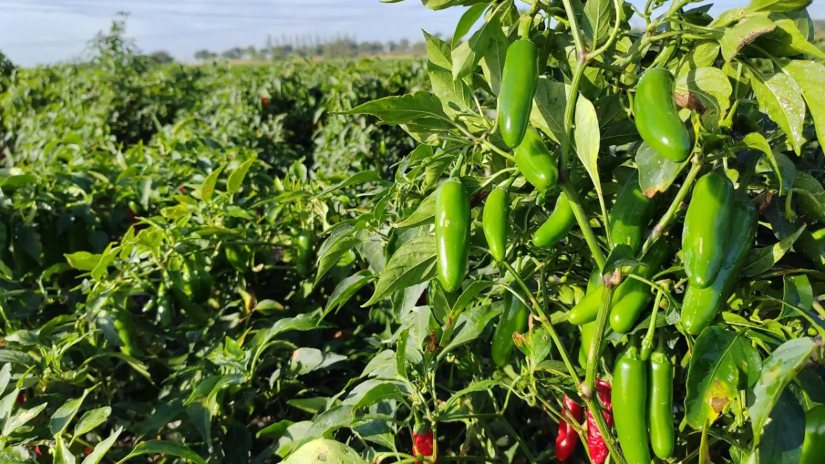 WhatsApp Image 2026-01-12 at 3.57.36 PM (1)