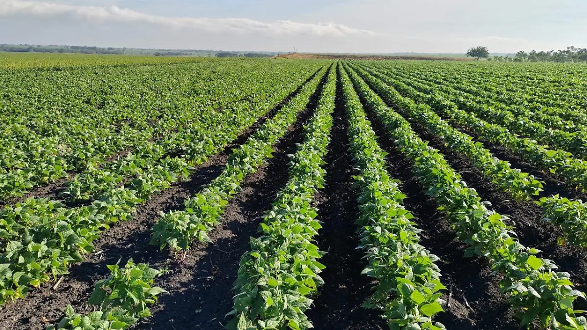 En septiembre de 2025, en Altamira, se sembraron y cosecharon 15 mil hectáreas de chile serrano 