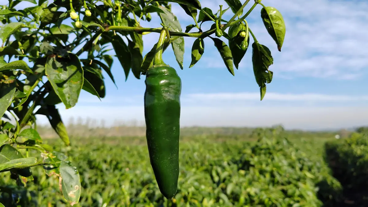 El chile serrano cocido combinado con tomate verde y cebolla conforma una de las salsas más populares de México