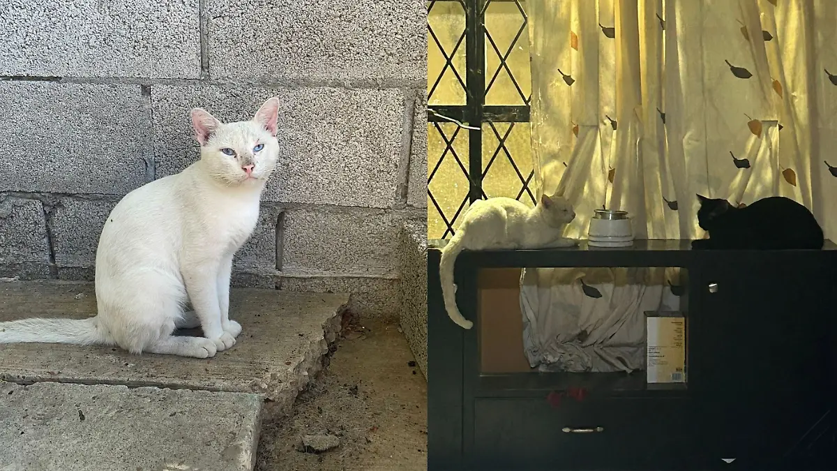 Medidas portada notas El Sol de Tampico - 2026-01-15T133419.207