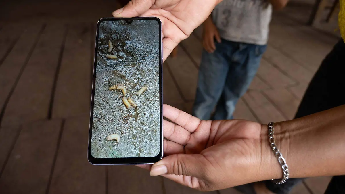 1039639_Gusano Barrenador Cintalapa_web