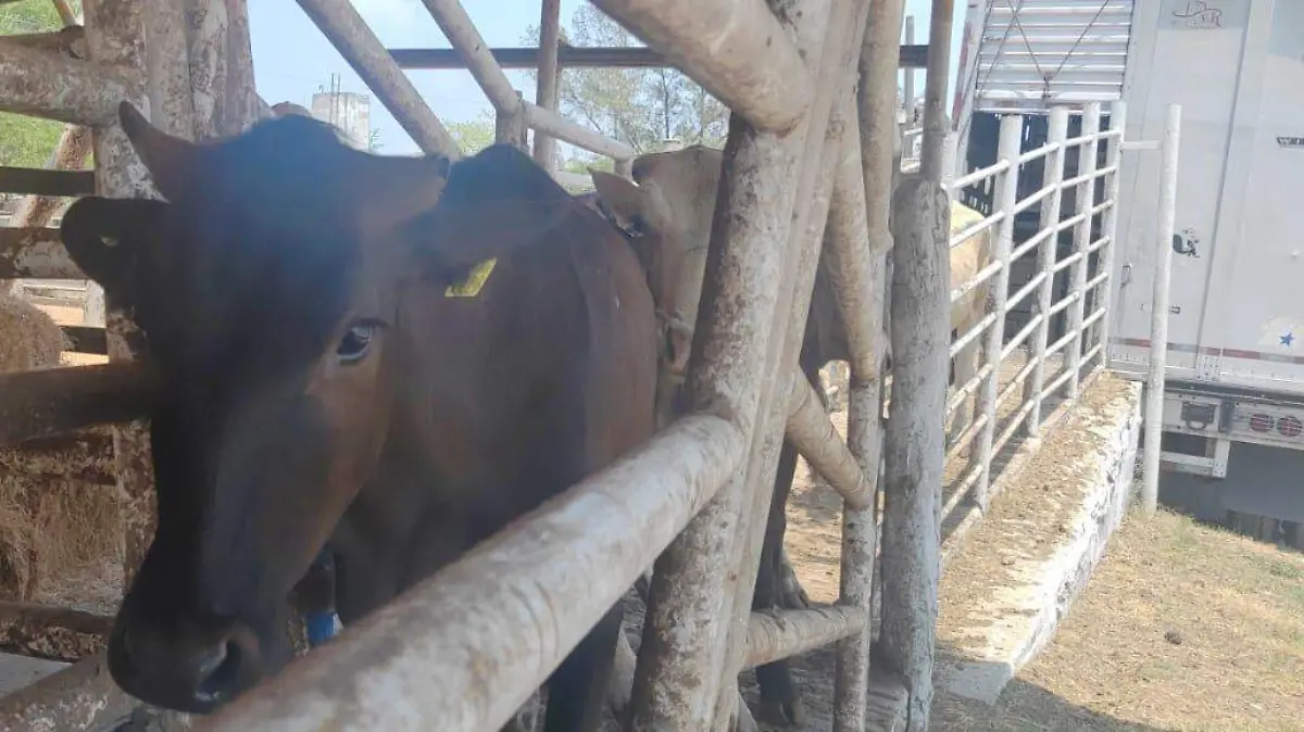 Gusano barrenador no solo afecta la salud del ganado