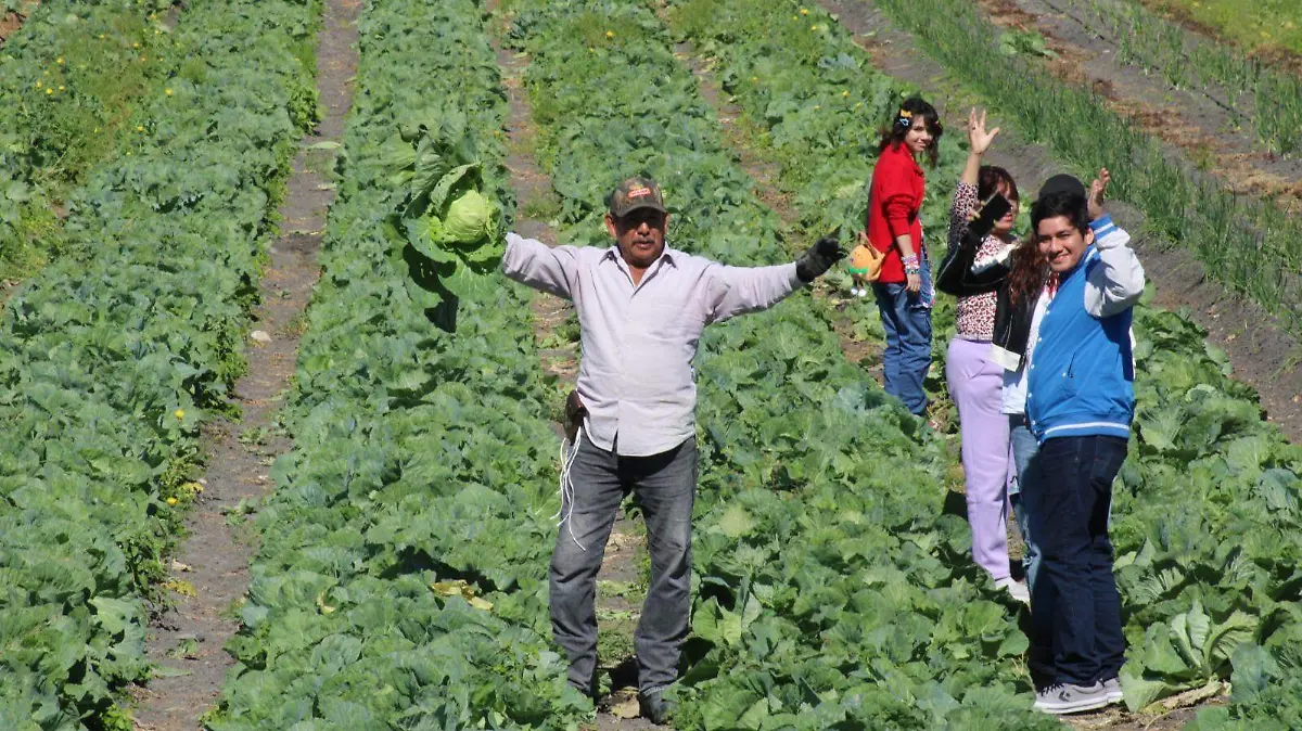 El dueño de la parcela en Altamira guía y oriente a los clientes que acuden a cosechar la verdura de su preferencia