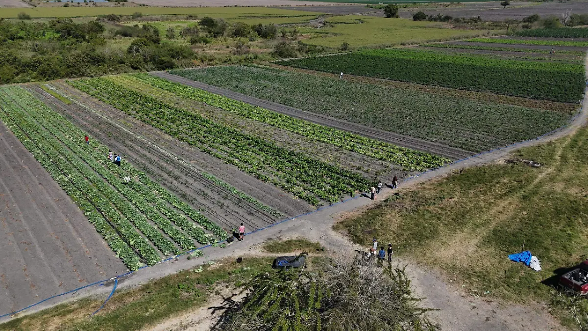 En una extensión de cuatro hectáreas fueron sembrados diversos cultivos