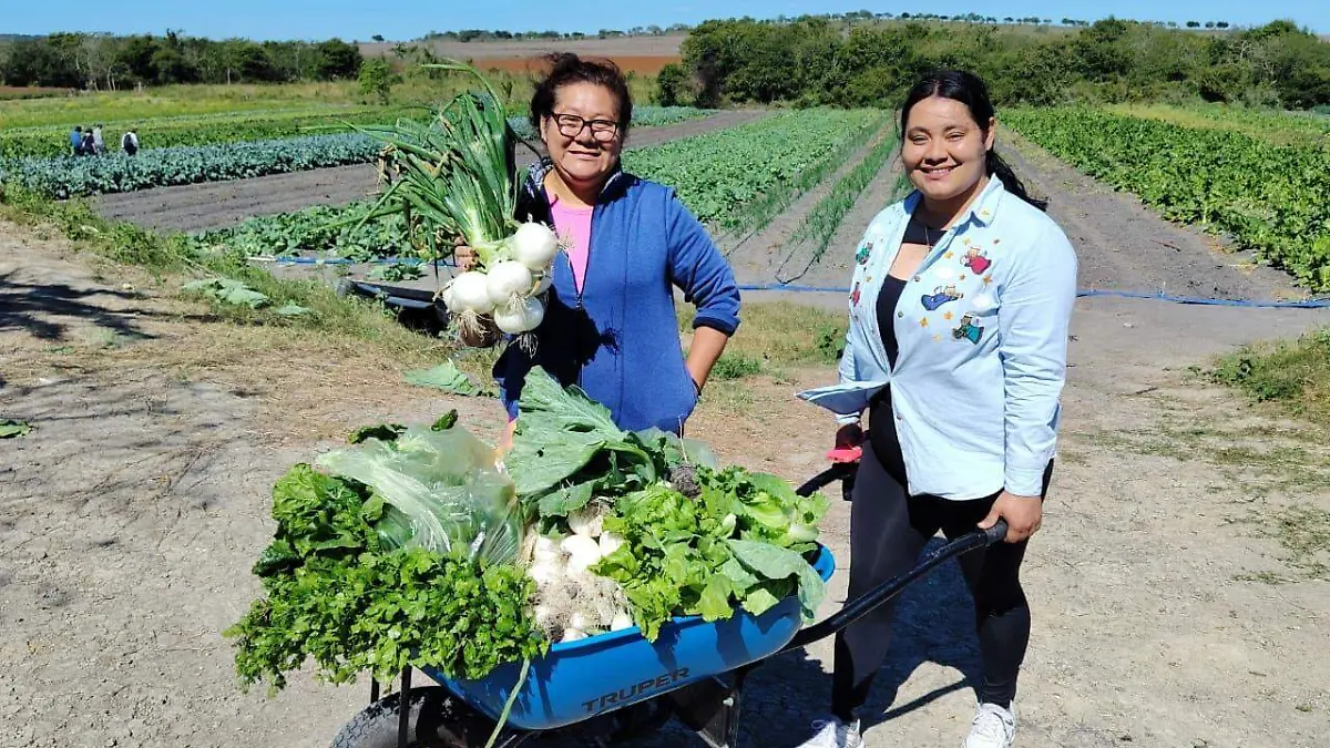 Las amas de casa cambiaron el tradicional carrito de mandado por una carretilla para trasladar el producto cosechado