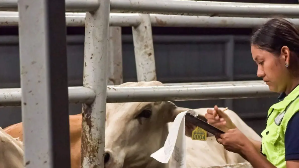 Gusano barrenador en Veracruz