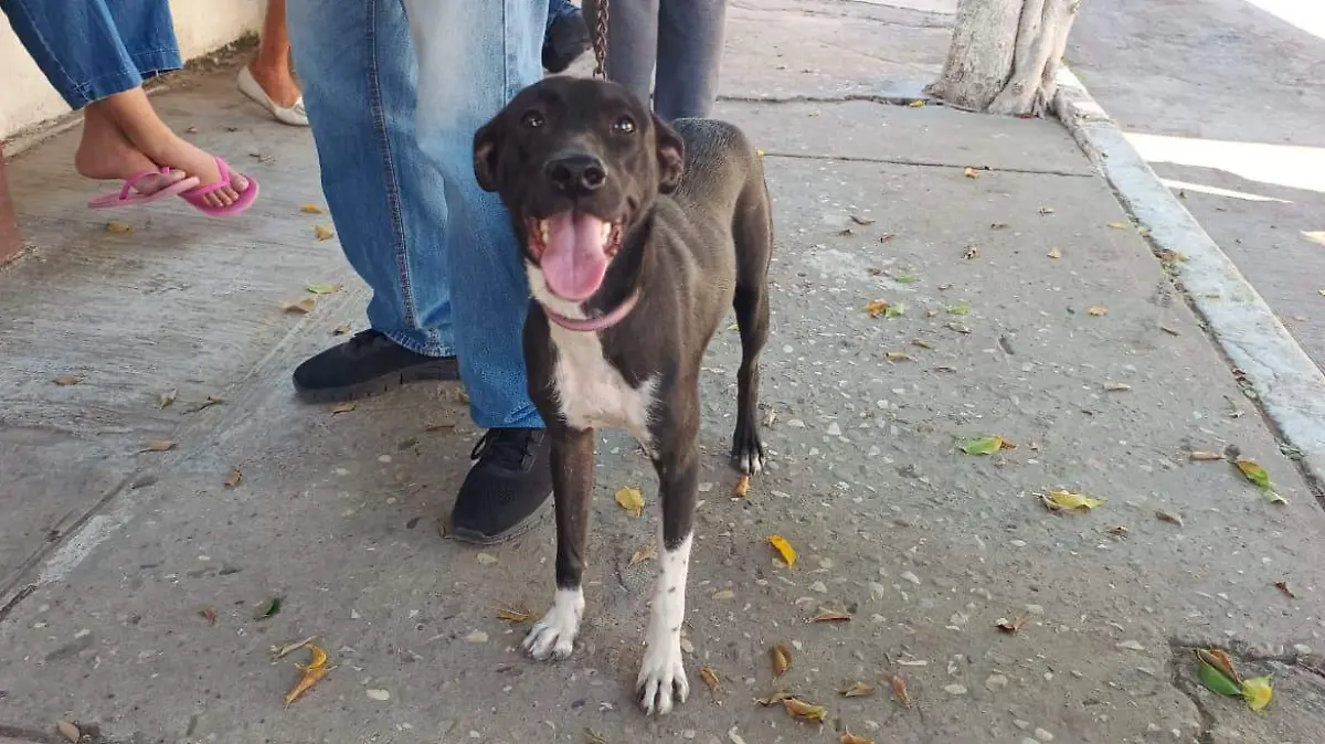 Se especializará veterinario para combatir gusano barrenador en el sur de Tamaulipas