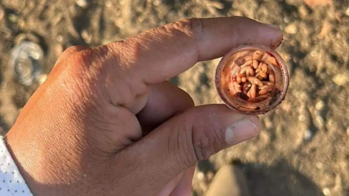 Detectan 12 casos de gusano barrenador en región norte de Veracruz; mantienen vigilancia sanitaria