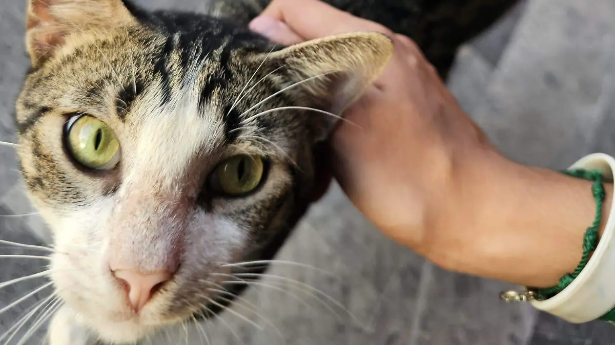 Vacunación gratuita para perros y gatos en Tampico