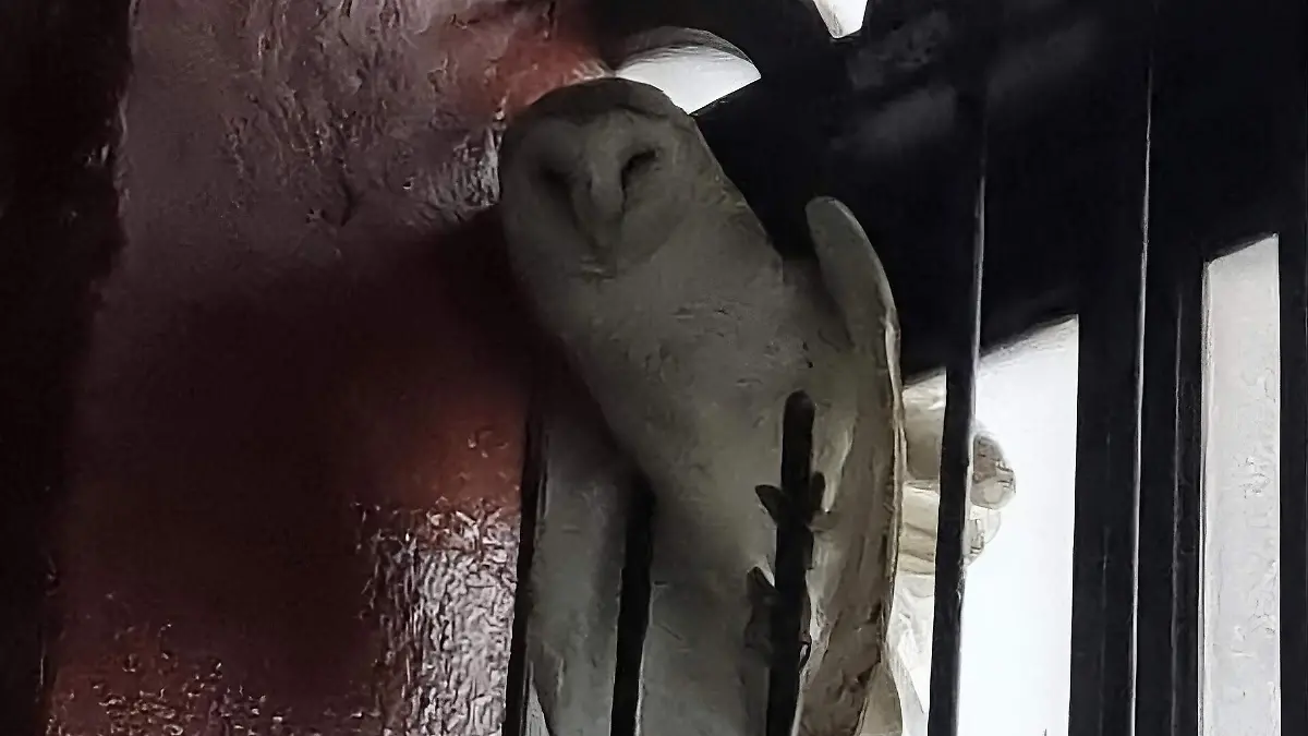 Lechuza queda atrapada en iglesia de Ciudad Victoria y es rescatada por Seduma