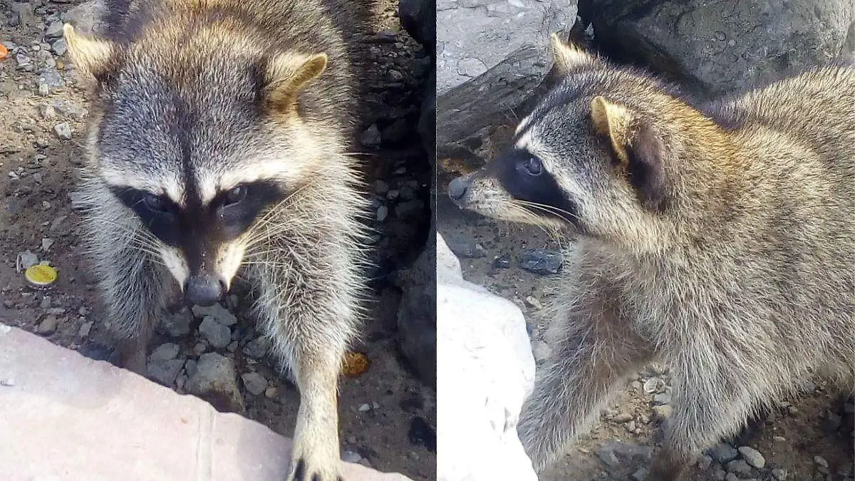 Los mapaches suelen desplazarse a una velocidad de 16 a 24 km/h