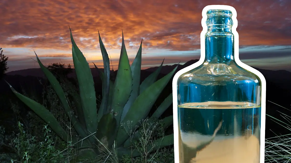 Medidas portada notas El Sol de Tampico - 2026-01-22T104435.648