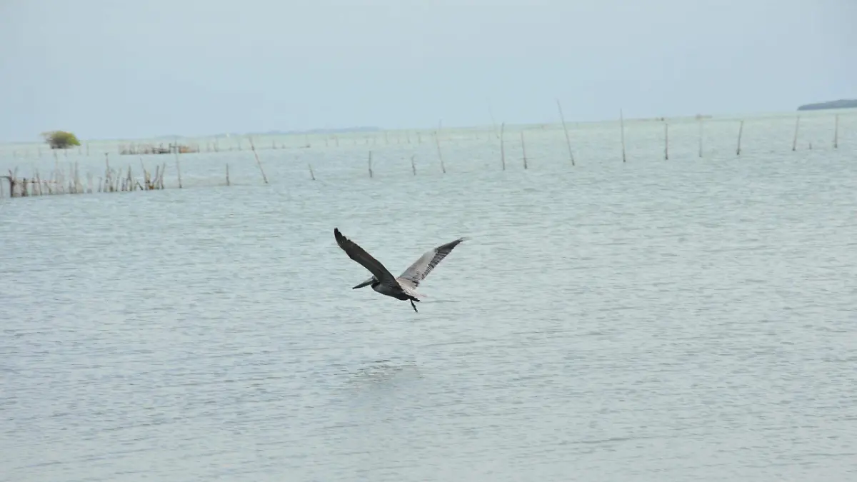 Pesca deportiva en Tampico Alto