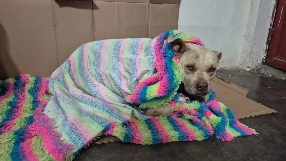 WhatsApp Image 2026-01-26 at 19.49.00