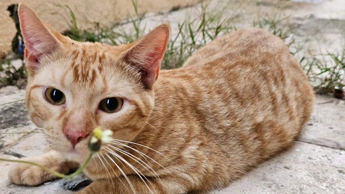 Animales que tendrán prioridad de resguardo en Altamira