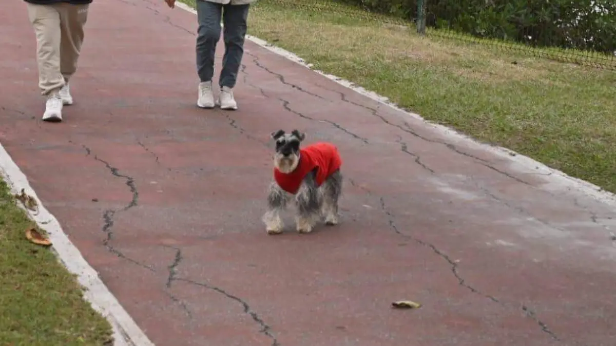 Peeros suetes Tampico