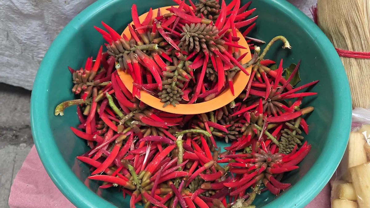 Pichocos frescos provenientes del municipio de Tamalín se comercializan en mercados locales de Veracruz, Tamaulipas y San Luis Potosí durante la Cuaresma