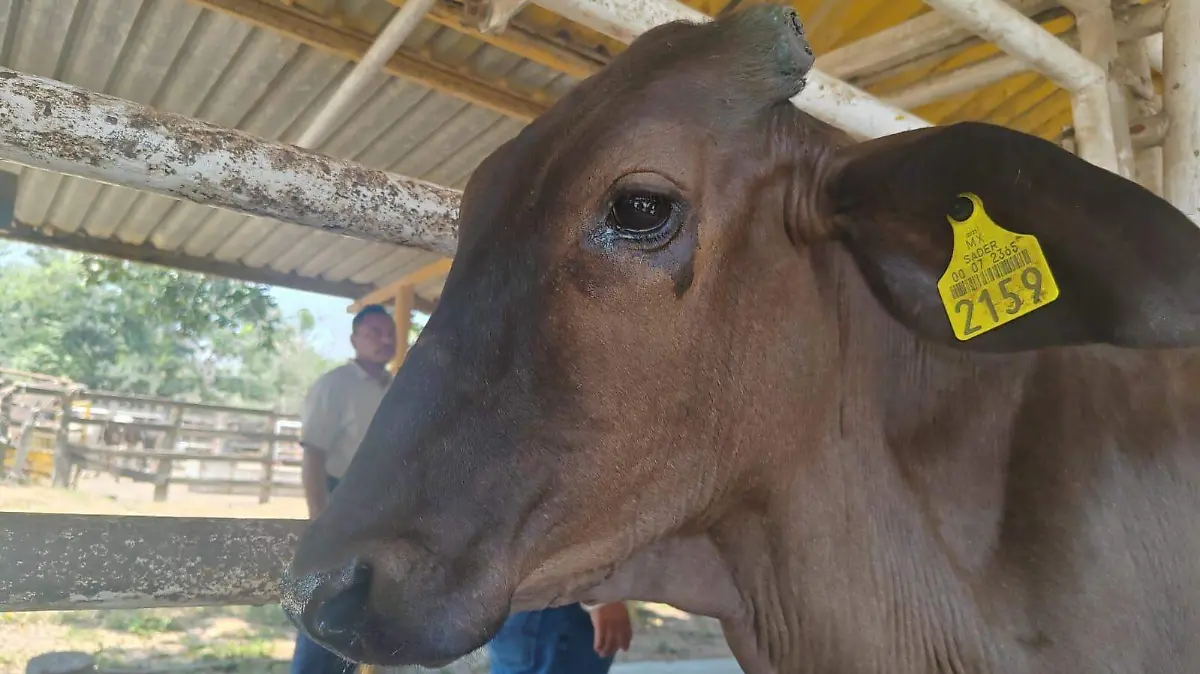 WhatsApp Image 2026-01-31 at 15.34.16