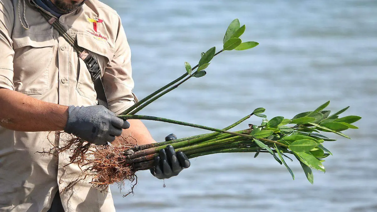 Tamaulipas recuperacion Mangle