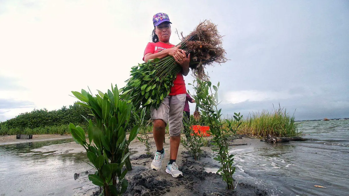 Recuperacion mangle Tamaulipas