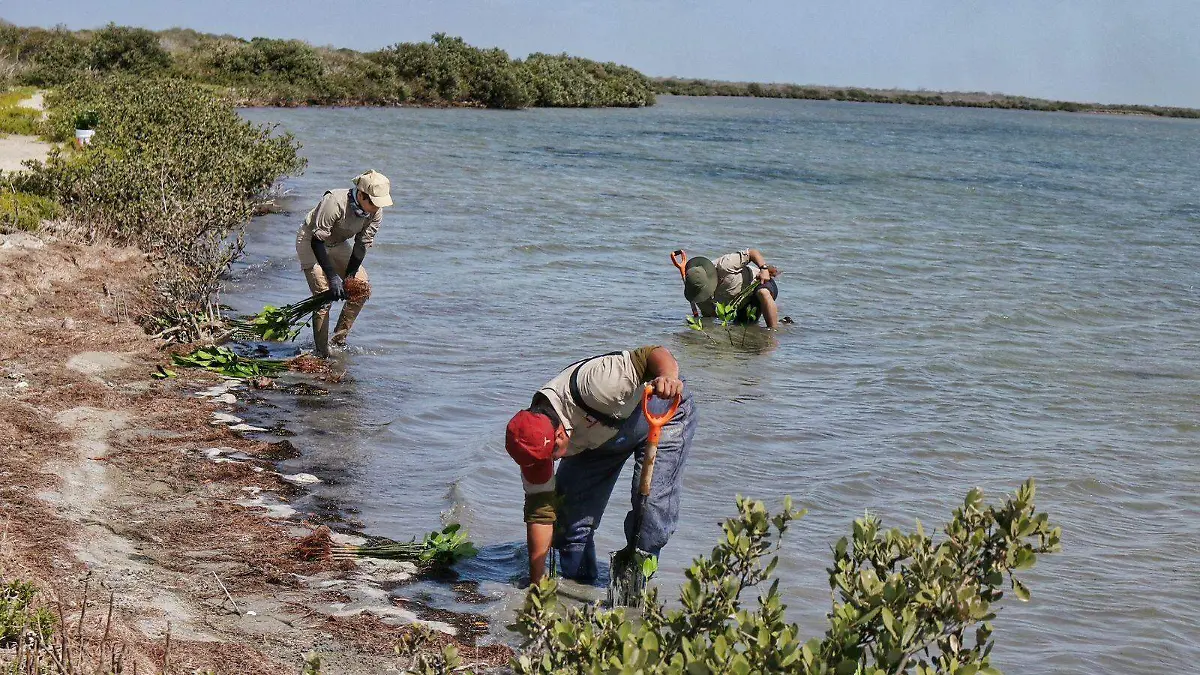 Mangle Tamaulipas Conabio