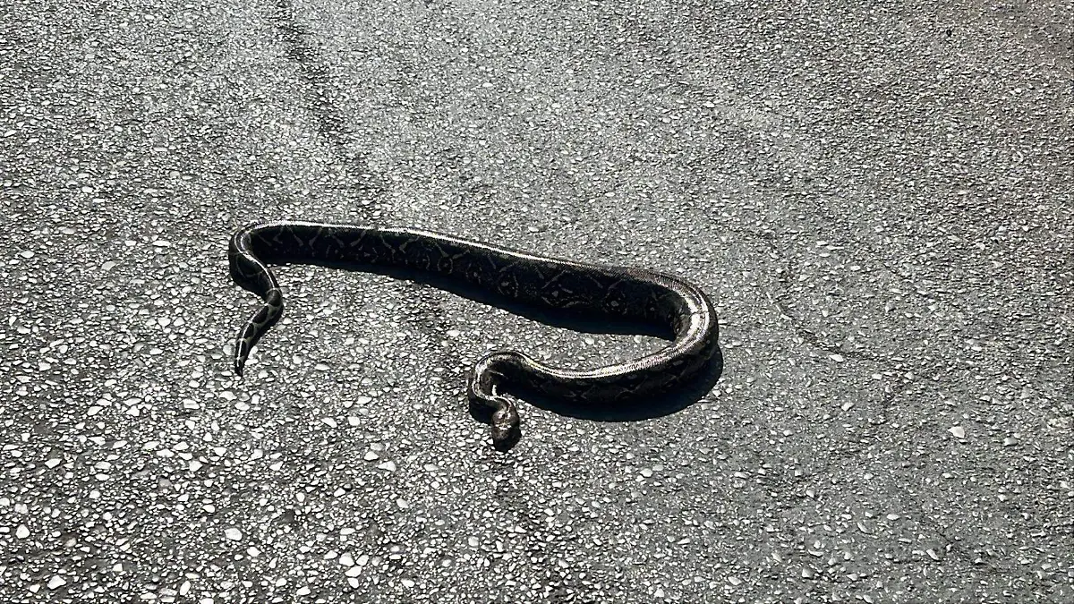 WhatsApp Image 2026-02-05 at 3.07.42 PM