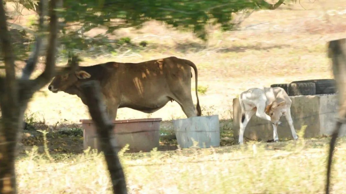 Vacunación del ganado 