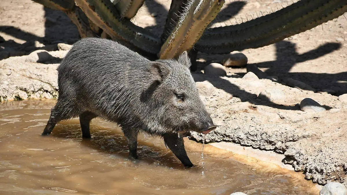 Animales silvestres que corren riesgo ante gusano barrenador